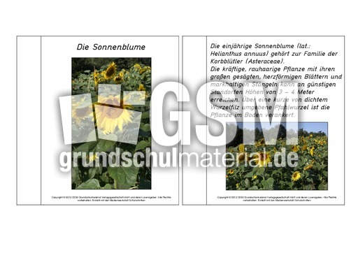 Mini-Buch-Sonnenblume-Lesetext.pdf